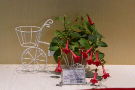 温室花卉