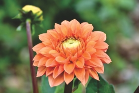 大丽花蕾