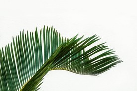 绿化 植物 绿色植物 叶子