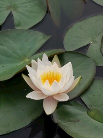 莲