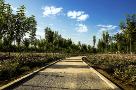 公园 小路 树林 林荫小路
