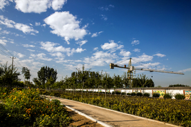公园 小路 树林 林荫小路