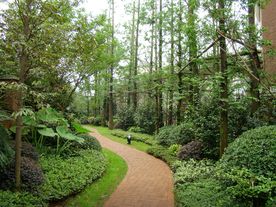 绿荫小道风景