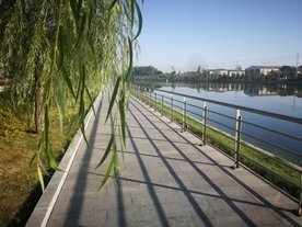 河边垂柳