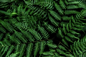 绿色树叶植物背景