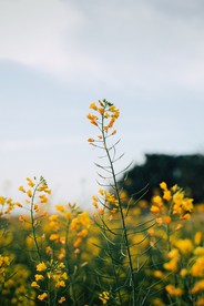 油菜花