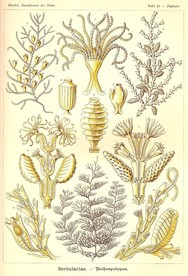 生物