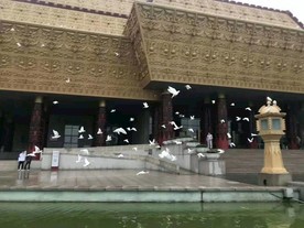 甲骨文博物馆 飞鸽 文字博物馆