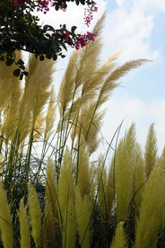 花样年华