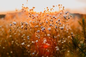 鲜花