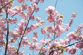 浪漫樱花