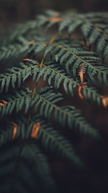 绿色树叶植物背景