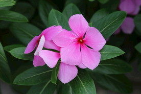 长春花