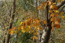 观赏彩叶
