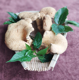 虎掌菌