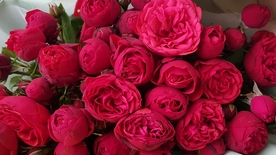 玫瑰花图片
