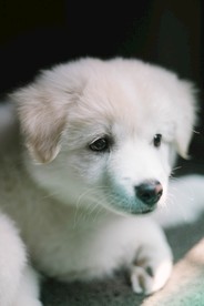 小奶狗