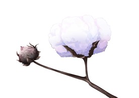 彩色棉花