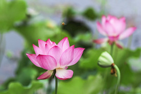 粉莲