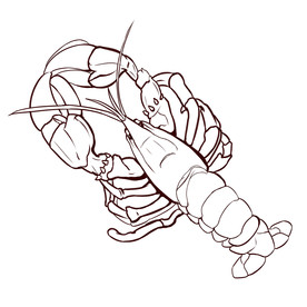 手绘线稿龙虾素材元素