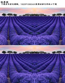 花海薰衣草AVI视频