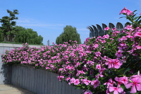 长春花