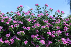 长春花