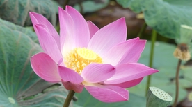 荷花图片