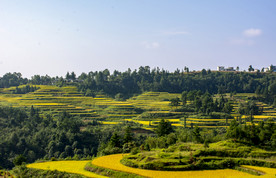 秋天的梯田