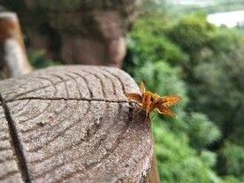 莲花山蝴蝶摄影图