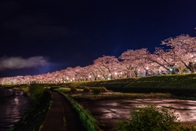 夜路 樱花 路灯 道路 美景