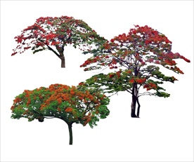 凤凰木 植物素材