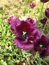 花卉 鲜花 花 花朵 鲜花盛开