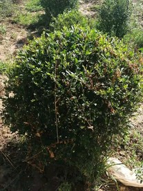 水蜡球