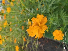 花