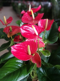 红掌