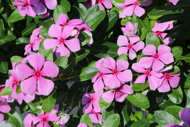 长春花