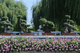 长春花