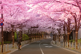 樱花树