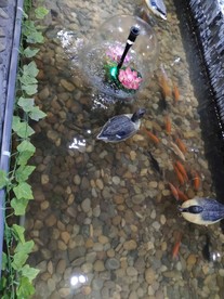 鱼池