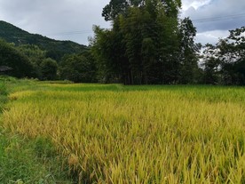 稻田 山村稻田