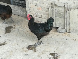 黑鸡 鸡 土鸡