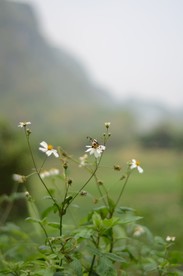 小昆虫