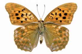 蝴蝶  素材 标本 图案 花纹