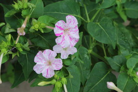 草茉莉