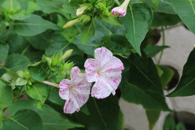 草茉莉