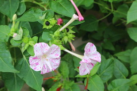 草茉莉