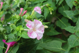 草茉莉