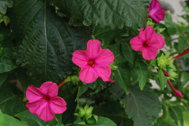 草茉莉