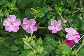 草茉莉